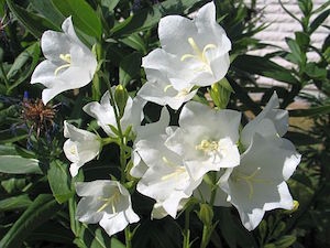 Storklocka 'Alba'